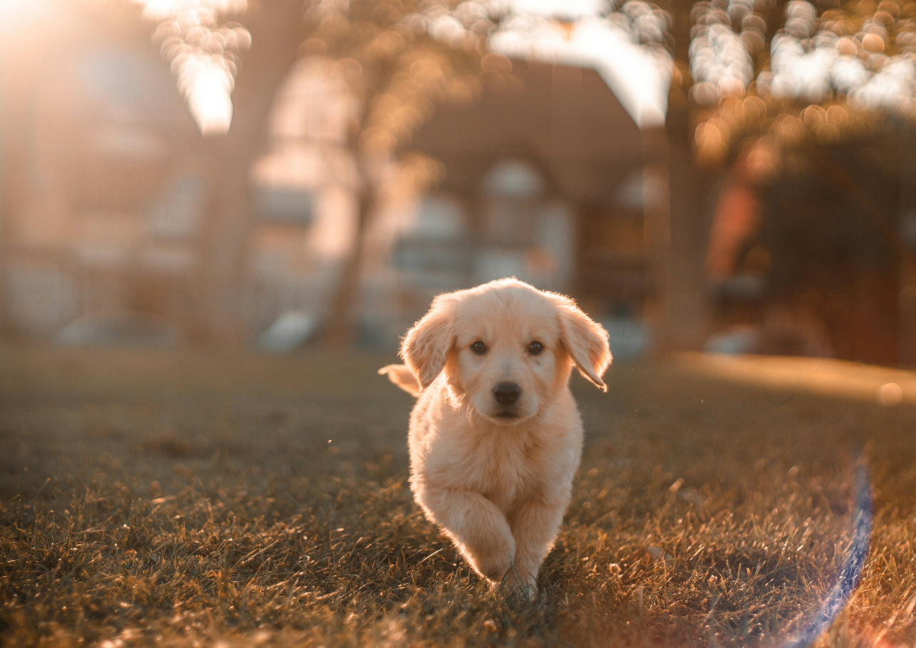 hundekrankenversicherung mit op schutz dogcare24 content image