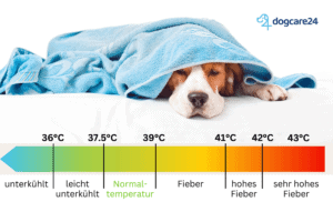 Hund Zu Warm In Der Wohnung