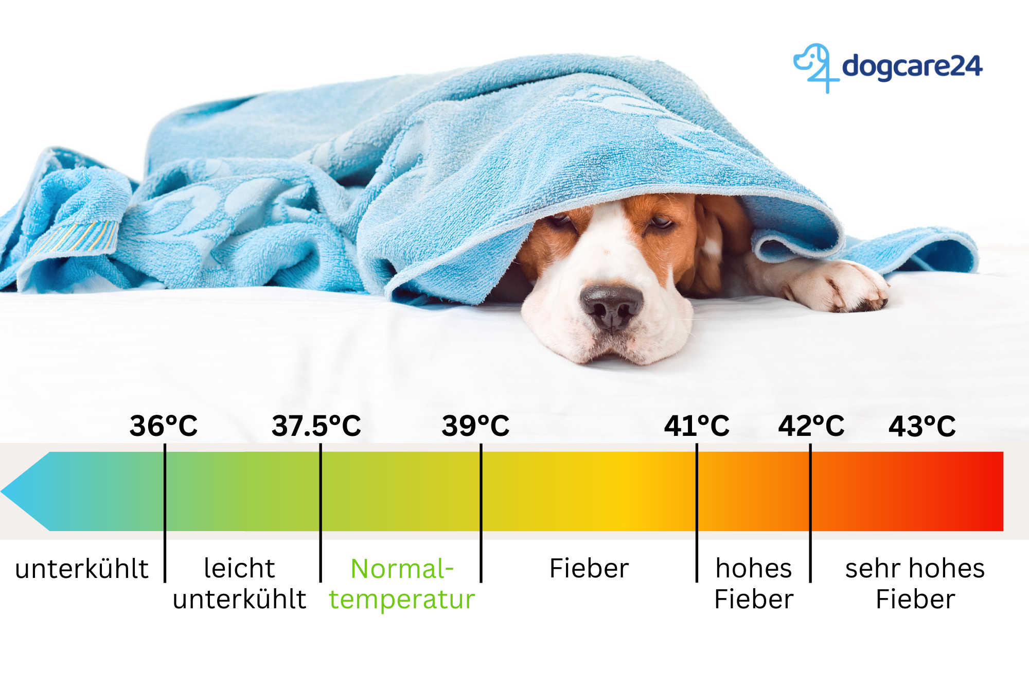 normale temperatur bei Hunden Uebersicht Grafik