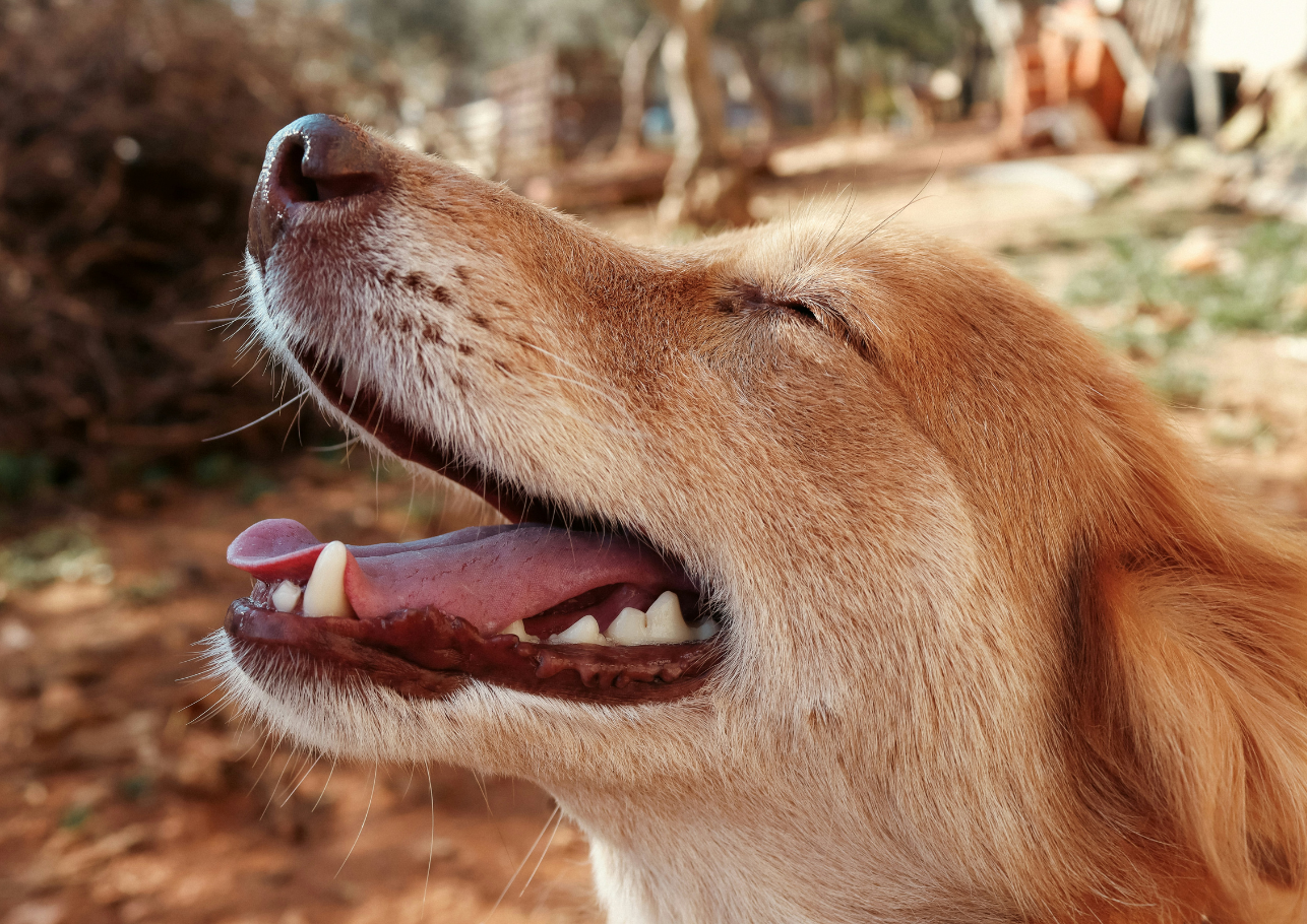 staupe hund - dogcare24-header-image