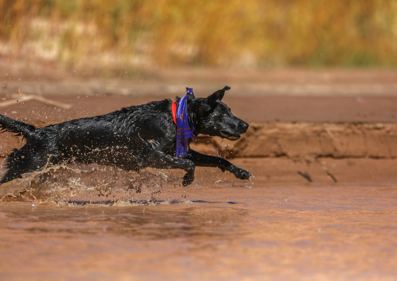 wasserrute hund - dogcare24-content-image