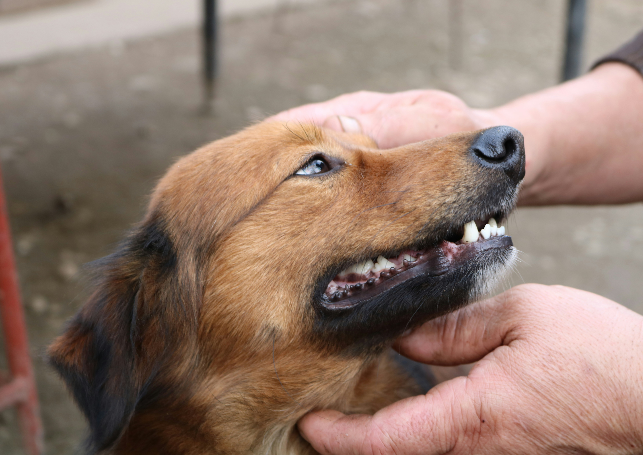 zahnpflege beim hund -dogcare24-header-image