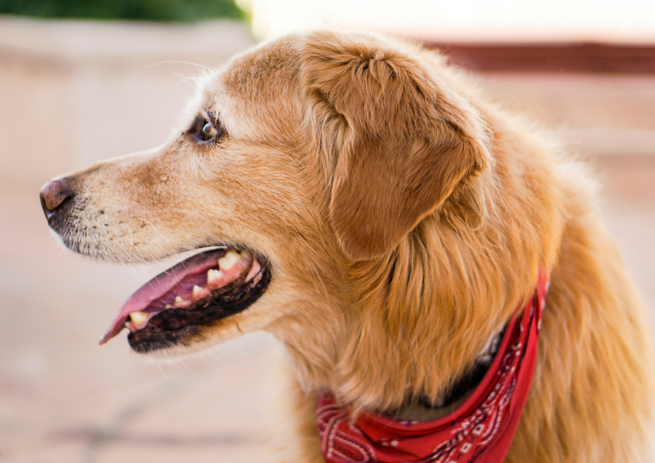 zahnpflege hund schöne zähne -dogcare24-content-image