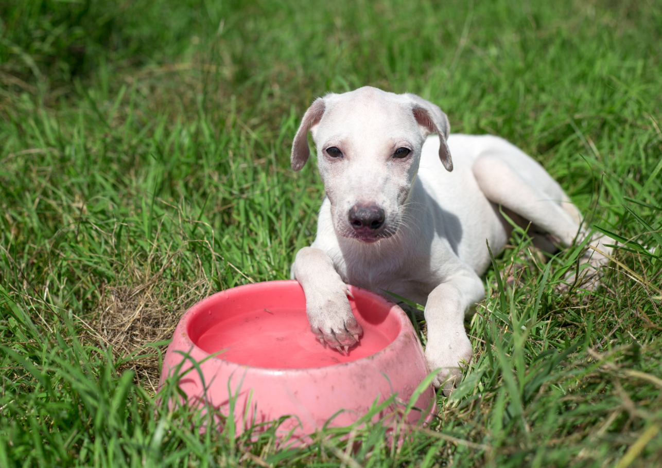 hund trinkt nicht -dogcare24-header-image