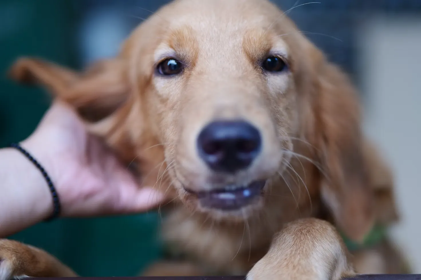 Ohrmilben beim Hund
