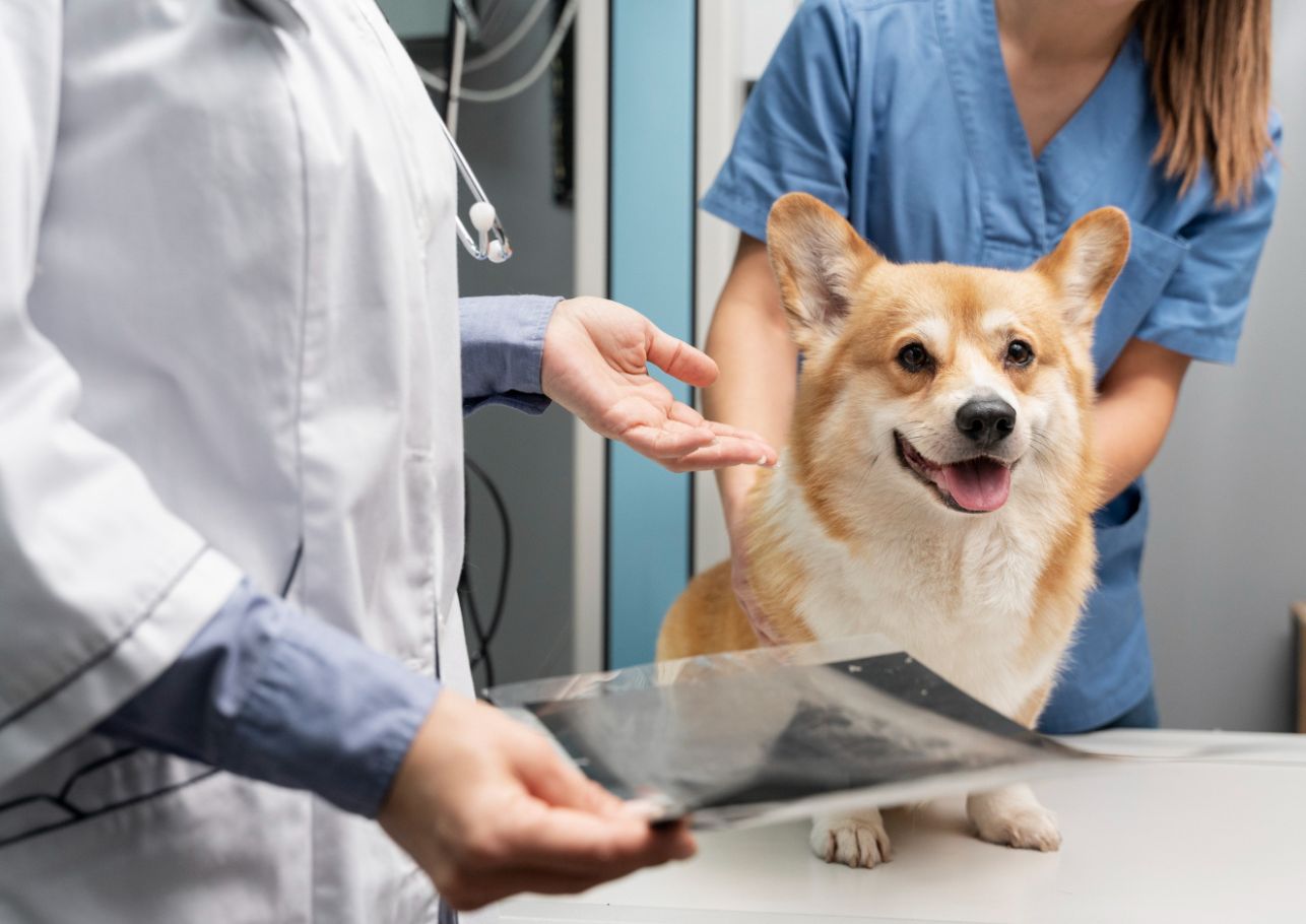 tierkrankenversicherung dogcare24 content image