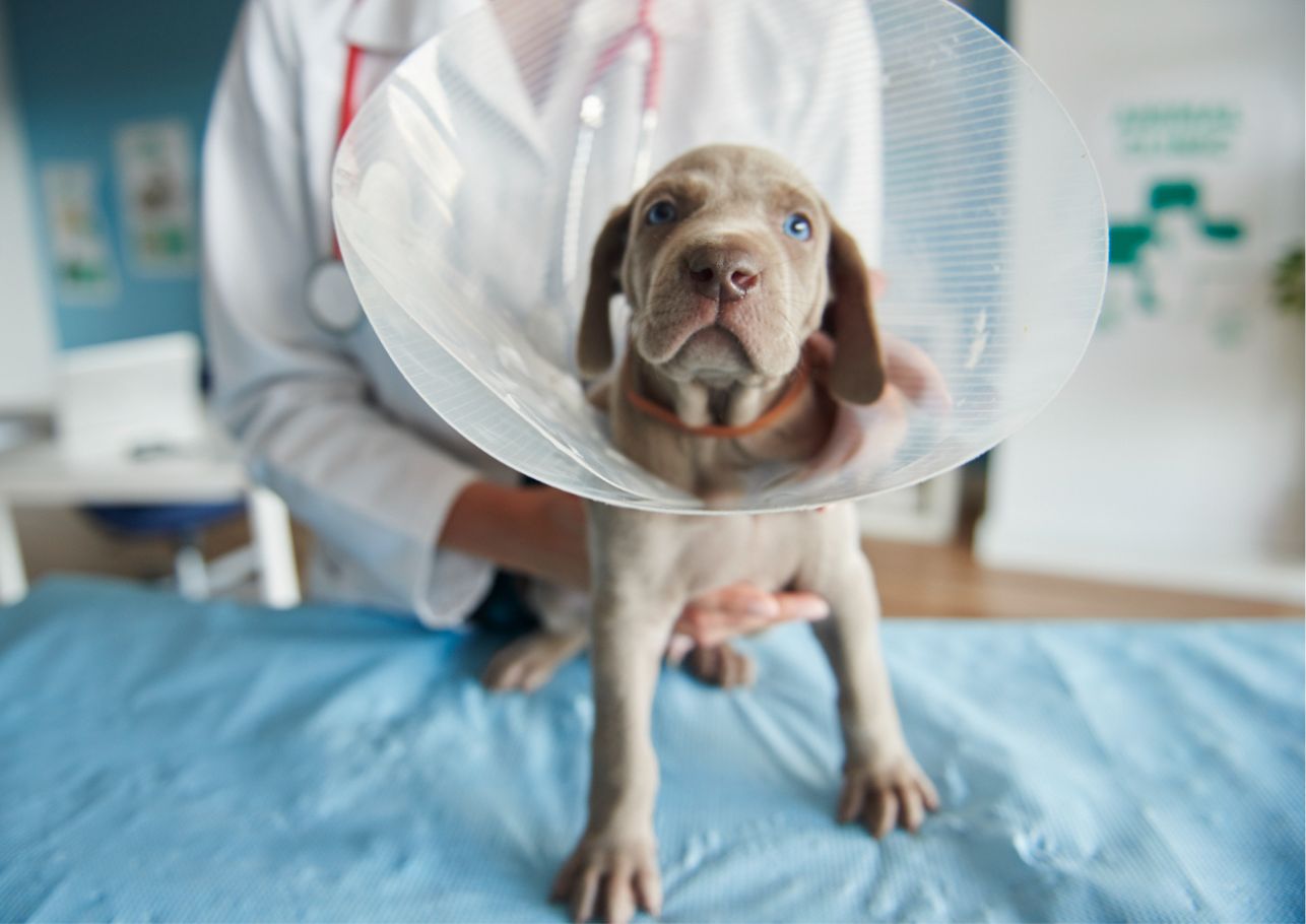 Hunde OP Versicherung-dogcare24-header-image