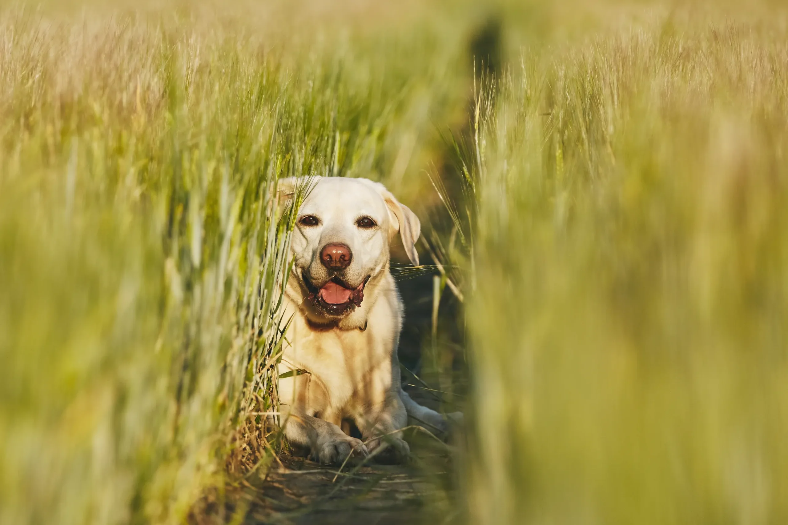 zecke beim Hund