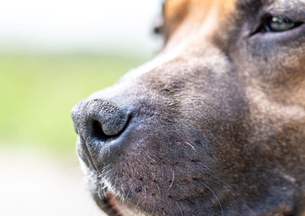 Stilvolle Hunde Warme Nase Ebenbild