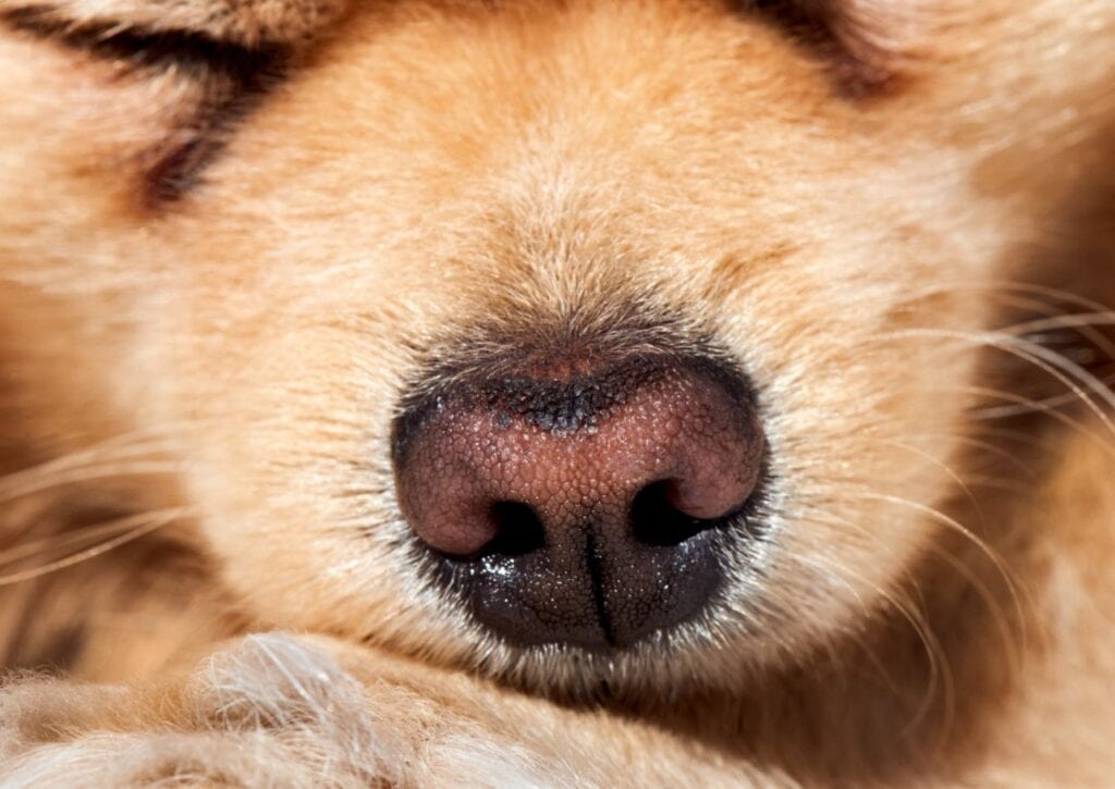 Stilvolle Hunde Warme Nase Ebenbild