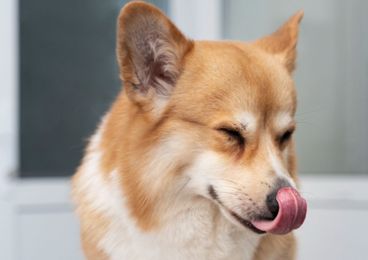 Hund Nase tropft-dogcare24-content-image