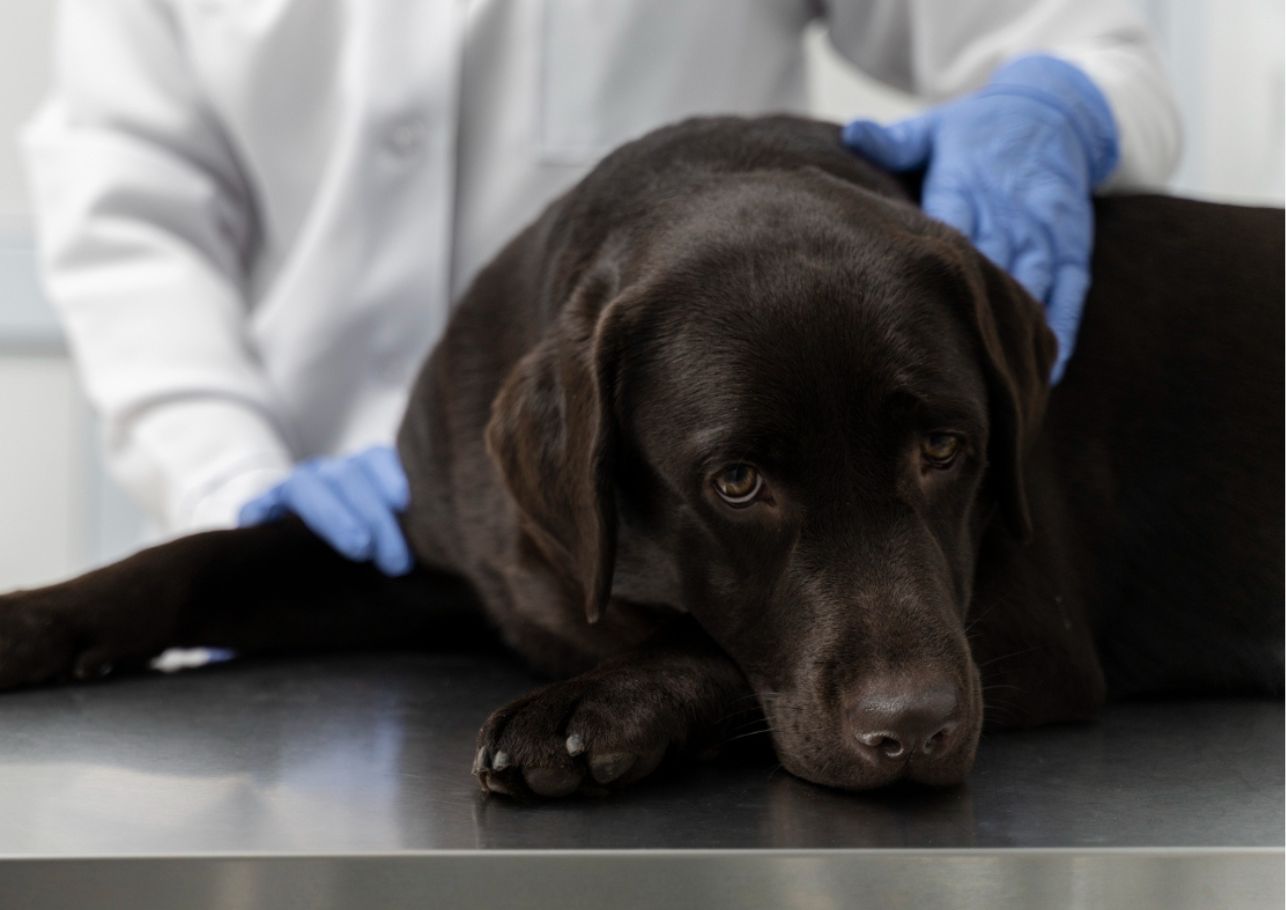 Hund von Biene gestochen-dogcare24-content-image