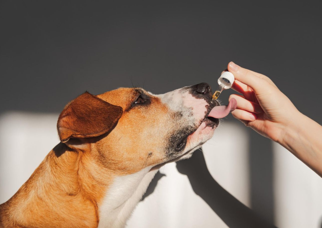 Novaminsulfon Hund dogcare24 content image