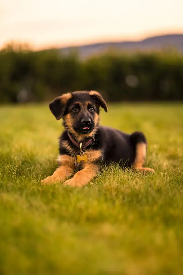 hundekrankenversicherung testsieger hund auf wiese