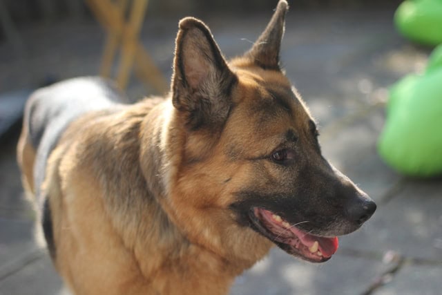 Hunderasse German Shepherd, freundlich und aufmerksam, outdoor im Garten oder Park, hochwertiges Tierfoto, perfekt für Hundeliebhaber, geeignet für Tierpflege und Hundeschulen.